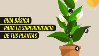 ¿Por qué se mueren siempre mis plantas? Aprende a cuidarlas mejor con esta infografía
